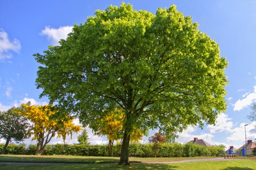 Tree in the park