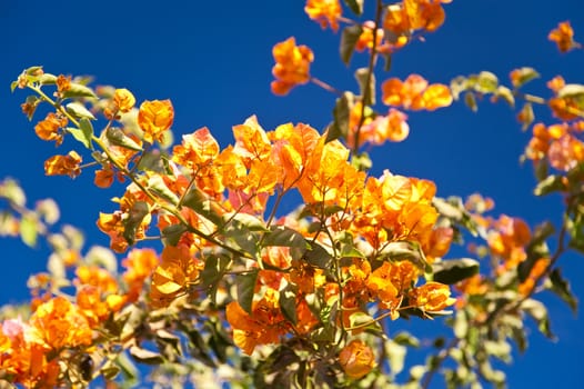 scene in portugal / island of madeira