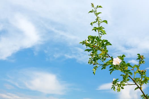 Twig of a rose on the blue sky