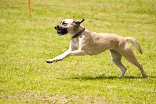 Dog race