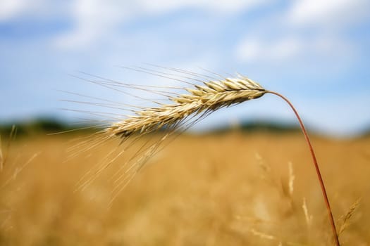 Wheat before harvest