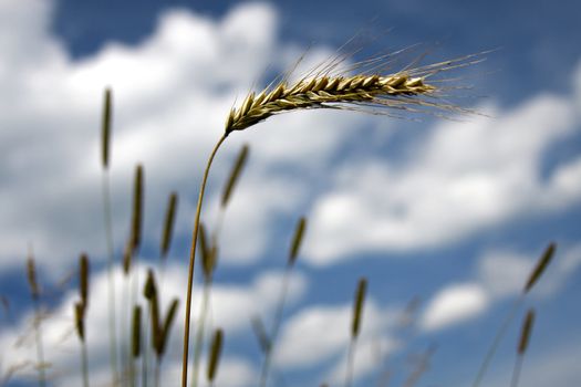 Wheat on blue sky