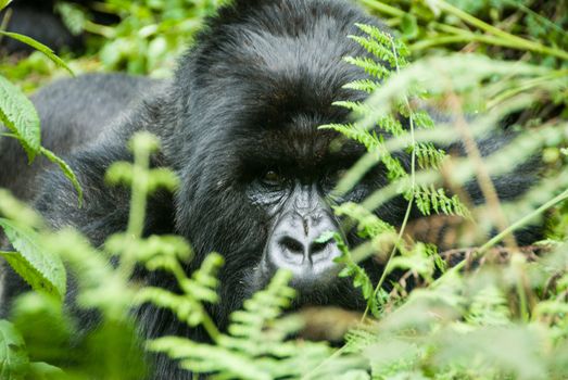 Male gorilla found in forest, Rwanda