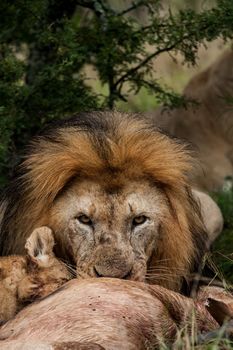 One male lion eating carcass of antelope, South Africa