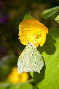 close up of a butterfly