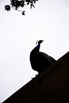 scene in portugal / island of madeira