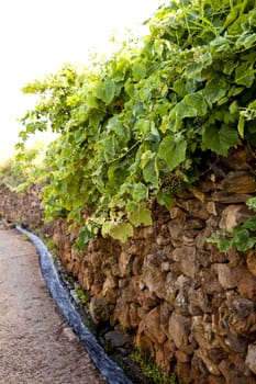 scene in portugal / island of madeira