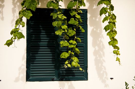 scene in portugal / island of madeira