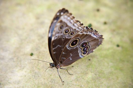 close up of a butterfly