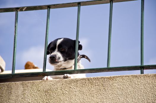 scene in portugal / island of madeira