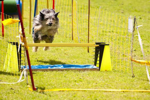 Scene of a dog running