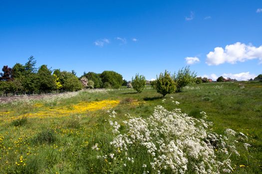 Field on a background of the blue sky