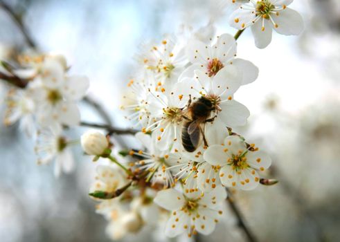 Spring white blossoms