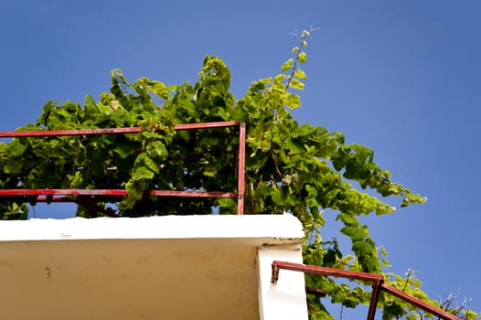 scene in portugal / island of madeira