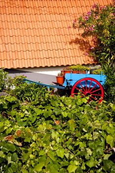 scene in portugal / island of madeira