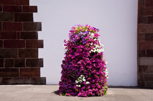scene in portugal / island of madeira