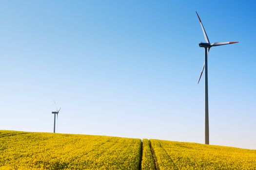 Windmill and rape field