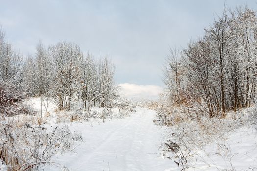 Winter landscape