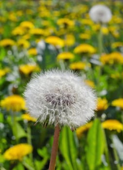 Photograph of natural looking dandelion flower in field, closeup on seeds, vertical shot 