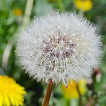 Closeup photograph of dandelion head, square format