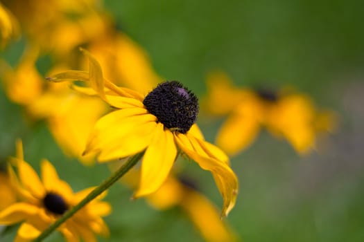 Yellow flower