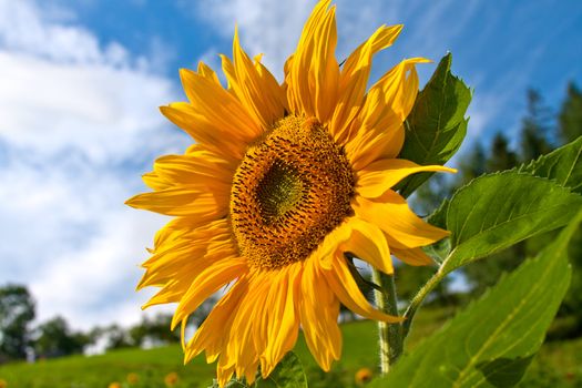 Yellow sunflower