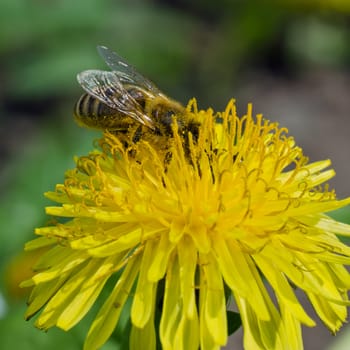 Closeup photograph of dandelion flower with bee harvesting pollen, square format