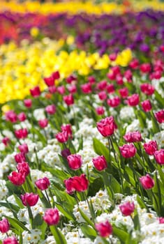 Details of flowerbed in perspective with shallow depth of field.