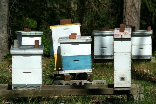 A image of a beehive colony