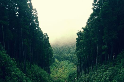 One of the most beautiful places in North America, where often rains and fog covered forest ..