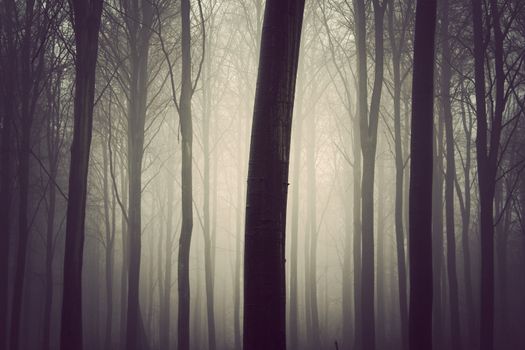 A quiet forest in Russia, a very dark art