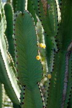 green tall cactus plant with small yellow flowers