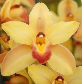 yellow red evergreen cymbidium orchid flower in bloom