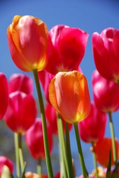 Pink orange tulip flower in bloom in spring