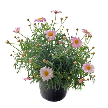 Close up of pink daisies, Callistephus chinensis, in front of white backgournd