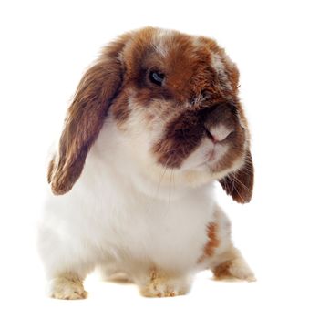 portrait of a cute purebred  puppy chihuahua and bunny in front of white background