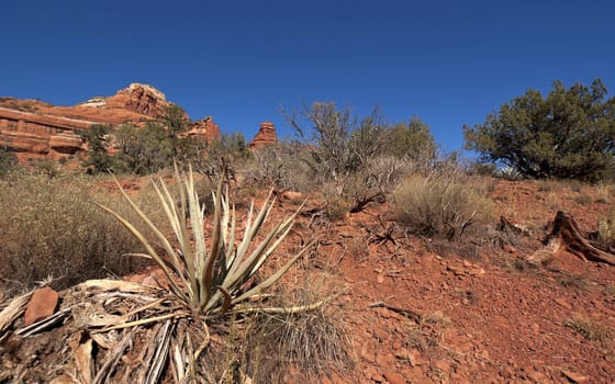 Red rock formation in the background, all under blue skies.