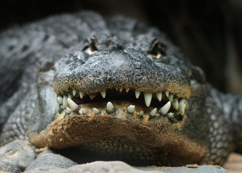 Big alligator head and teeth front potrait