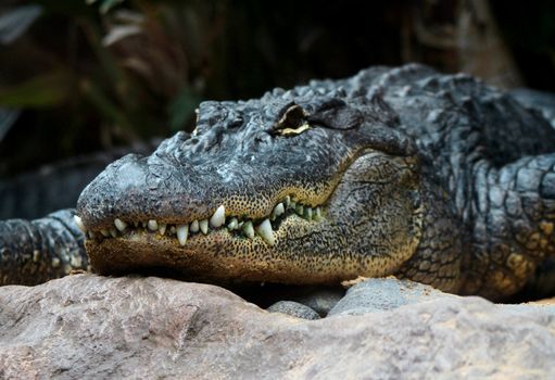 Big alligator head and teeth closeup potrait