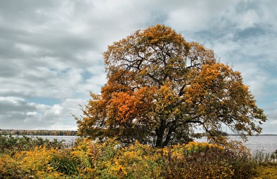 Old elm tree in autumn colors on lake shore