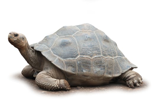 Big old giant turtle isolated on white background soft shadow