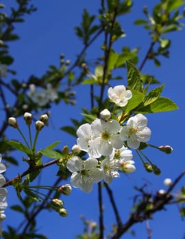 White cherry tree flowers on blue spring sky background