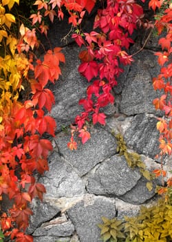 Red climbing plant on grey stone wall background