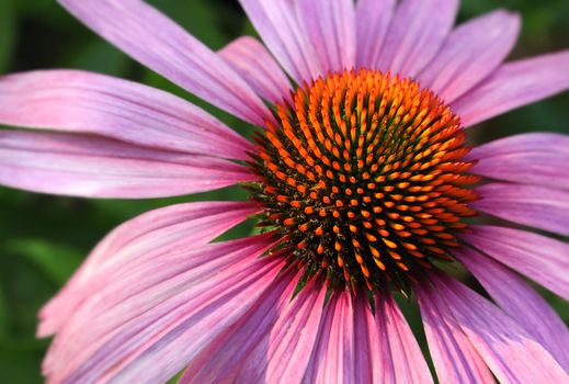 PInk coneflower Echinacea purpurea outdoor closeup