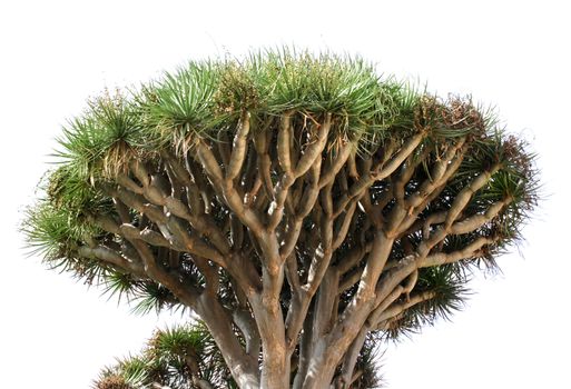 Big dragon tree isolated on white background