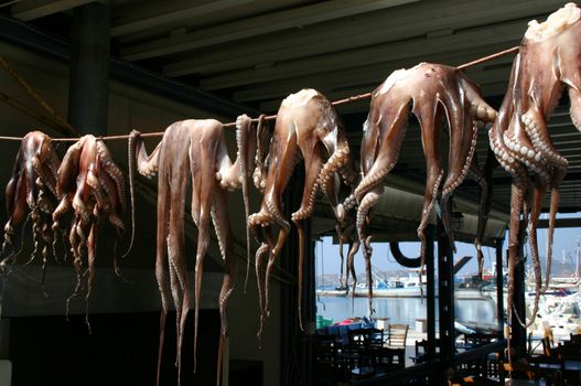 Drying traditional Greek octopus sea food outdoors