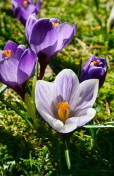 Beautiful white and lilac crocus flowers growing