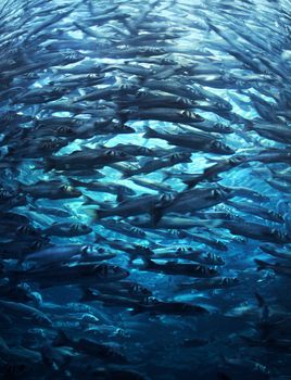 Fish shoal crowd rushing forward in blue sea water