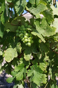 Fresh green wine grapes growing in vineyard