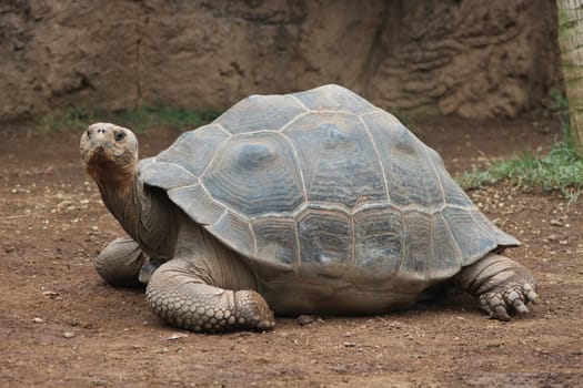 Giant turtle lcrawling on ground and looking